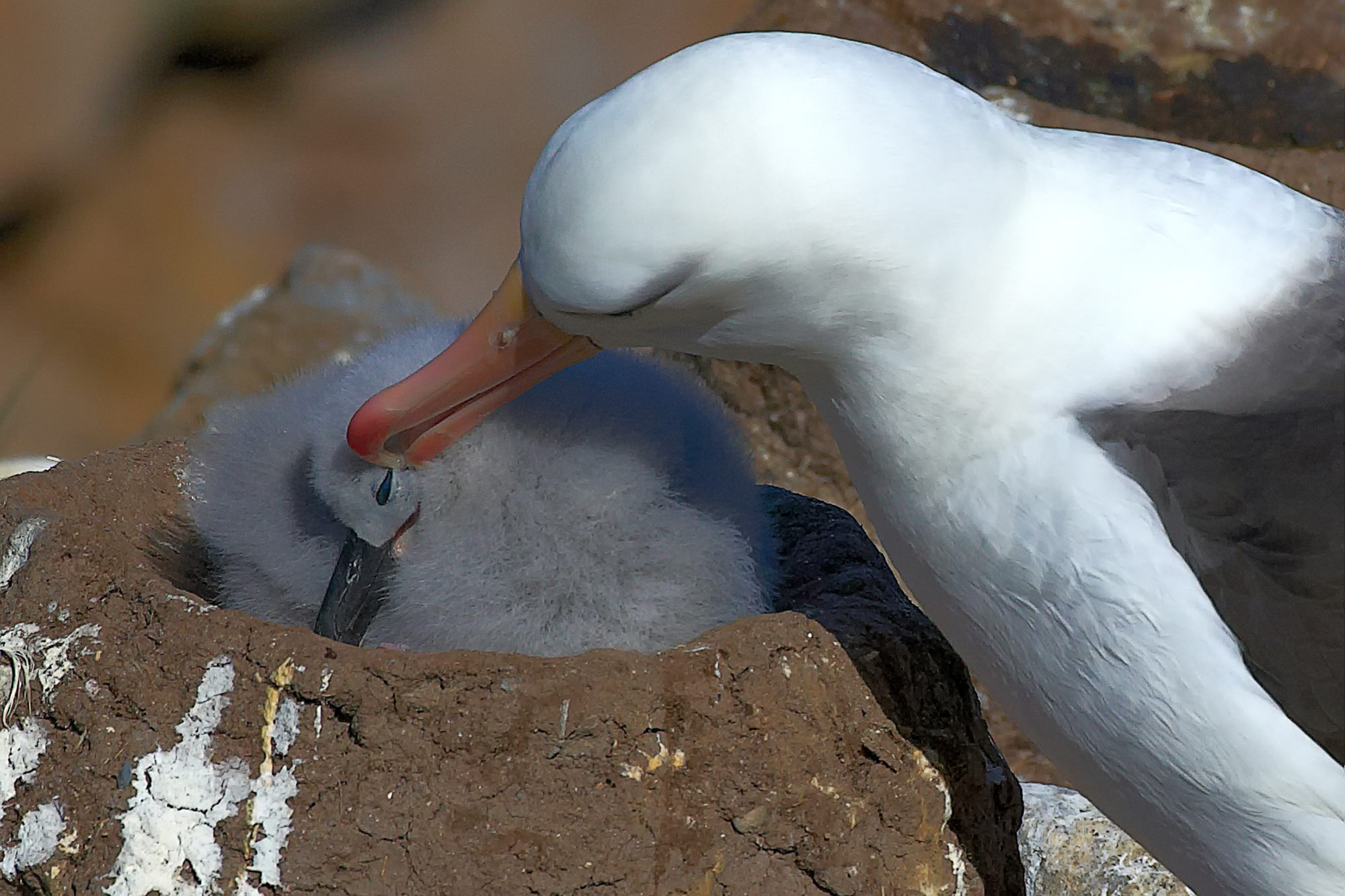 Schwarzbrauen Albatros mit Küken